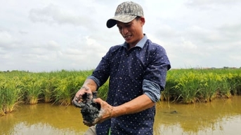 Kỳ tích trên những cánh đồng ở Hà Tĩnh