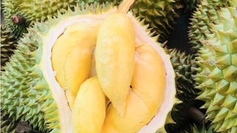 Sầu Thái neo ở mức cao; măng cụt Bảo Lộc có giá từ 60-70 ngàn đồng/kg