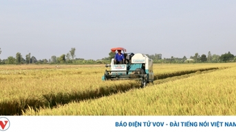 បដិវត្តន៍ស្រូវដីសណ្តរក្នុងយុគសម័យថ្មី។