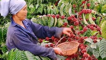 Giá cà phê Robusta và Arabica đồng loạt tăng, vì sao?
