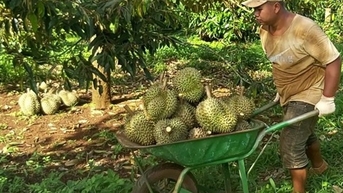 Đắk Lắk khuyến cáo không phát triển sầu riêng ồ ạt