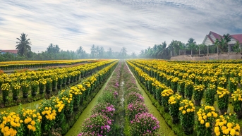 Làng hoa Mỹ Tho vào vụ Tết