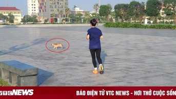Chó thả rông rượt vận động viên tập luyện tại giải Vô địch Quốc gia marathon