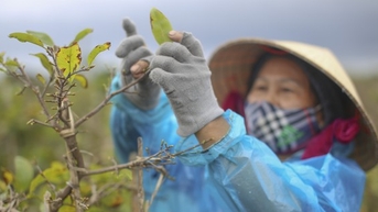 Thủ phủ mai vàng miền Trung 'thay áo' mới đón Tết