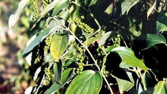 Thị trường vẫn ghi nhận lượng giao dịch ít do nguồn cung thấp