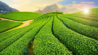Tiềm năng phát triển bất động sản, dịch vụ du lịch của cao nguyên Mộc Châu
