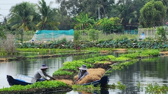 Trồng rau trên mặt nước