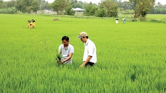 ការលើកកម្ពស់សមត្ថភាព និងប្រសិទ្ធភាពនៃការងារផ្សព្វផ្សាយកសិកម្ម | កាសែត QUANG NAM អនឡាញ