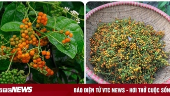 Các bài thuốc chữa bệnh từ quả xạ đen