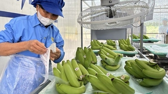 ចិនចំណាយប្រាក់ 3.6 ពាន់លានដុល្លារទិញបន្លែ និងផ្លែឈើវៀតណាម