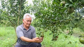 Vùng đất phèn Sóc Trăng, dân liều trồng quýt đường, cây đặc sản, trái ra quá trời, cả làng phục lăn