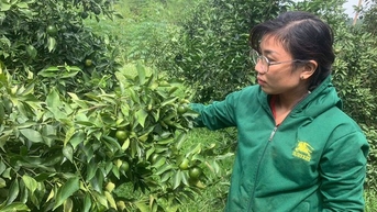 Cam Cao Phong, cam đặc sản Hòa Bình cây thấp tè trái ra quá trời, nước lũ rút, nắng lên quả bị nứt