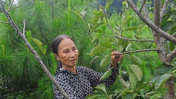 Nông dân Thái Nguyên thoát nghèo nhờ nguồn tín dụng ưu đãi từ Ngân hàng Chính sách xã hội