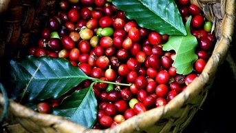 Lo ngại thiếu hụt nguồn cung, giá cà phê biến động