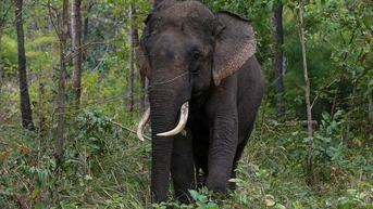 Nghĩa khác của từ 'elephant'