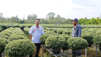Cúc mâm xôi sớm ở làng hoa Sa Đéc hút hàng