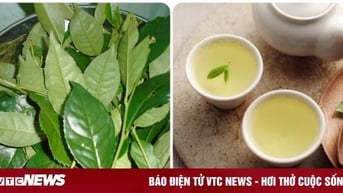 8 lợi ích của việc uống nước chè xanh mỗi ngày