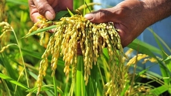Giá gạo tăng 50 -100 đồng/kg, gạo xuất khẩu ở mức đắt nhất thế giới
