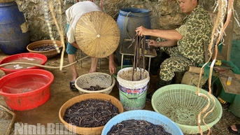 Hám lợi trước mắt nhiều người dân dùng kích điện tận diệt giun đất