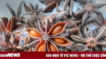 នេះ​ជា​មូលហេតុ​ដែល​ផ្កាយ​អានីស​ត្រូវ​បាន​គេ​ចាត់​ទុក​ថា​ជា 'កំណប់​ឋានសួគ៌'