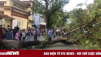 Cây phượng lớn bật gốc, đổ trước cổng trường ở Quảng Bình giờ tan học