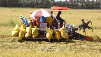 តម្លៃអង្ករនាំចេញនៅតែមានស្ថិរភាព