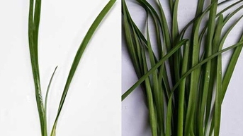 2 trẻ ngộ độc phải nhập viện gấp do người nhà nấu nhầm lá thủy tiên chữa ho
