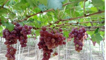 Thêm cơ hội cho nông sản các tỉnh Nam Trung Bộ sang Hàn Quốc