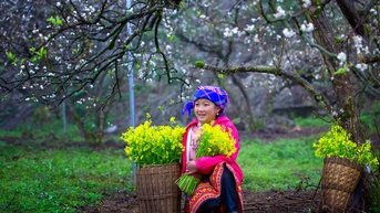 Cao nguyên Mộc Châu - Điểm trải nghiệm thiên nhiên hàng đầu thế giới