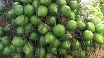 Bao nhiêu cũng có, chỉ đắt thôi!