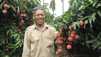 Sản lượng giảm, nông dân ở Quảng Ninh trồng loại vải to như quả trứng, ăn ngọt mát vẫn phấn khởi vì điều này