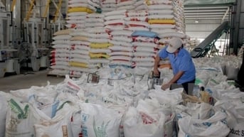 Giá gạo xuất khẩu của Việt Nam giảm xuống mức thấp nhất trong một năm
