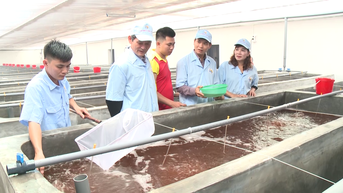 ការចិញ្ចឹមបង្គានៅក្នុងផ្ទះកញ្ចក់៖ គំរូទំនើប និងមានប្រសិទ្ធភាពខ្ពស់។