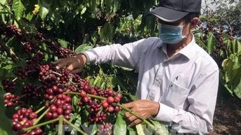 Sản lượng vụ cà phê sắp thu hoạch của Việt Nam dự báo giảm 20%