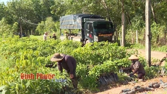 Cao su là loại cây giống đang bán hút hàng ở Bình Phước, lao động được trả công 9 triệu/tháng