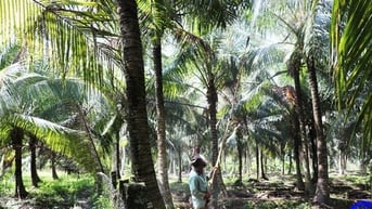 Con động vật hoang dã tên sâu đầu đen phá cây dừa ở một huyện của Tiền Giang, dân đang diệt trừ