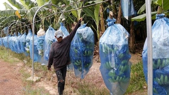 Doanh nghiệp Việt Nam cùng tỉnh Attapeu của Lào xóa đói giảm nghèo