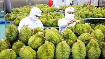 Xuất khẩu rau quả sang Hàn Quốc tăng mạnh