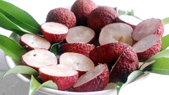 Thu hoạch vải không hạt vườn lớn nhất Thanh Hóa