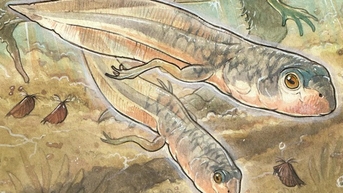 សត្វចម្លែកនៅដដែលបន្ទាប់ពី 161 លានឆ្នាំការពិតគួរឱ្យភ្ញាក់ផ្អើល