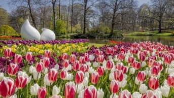 Vườn hoa tulip lớn nhất thế giới đón khách tham quan