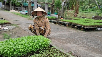 Chỉ có 20m2 đất trước nhà, chị nông dân Hậu Giang trồng kiểu gì mà "tự trả lương" 50 triệu/năm?