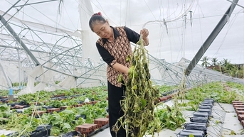 Nhà kính tiền tỷ đổ sập, hoa màu tan nát sau siêu bão lịch sử, nông dân Hải Phòng "đứt từng khúc ruột"