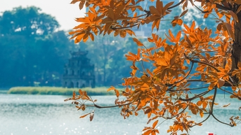 រសៀលរដូវស្លឹកឈើជ្រុះនៅហាណូយ