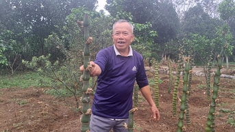Một người ở Hòa Bình trồng tre la liệt trên đồi, từng tặng Hà Nội 1.000 cây tre uốn thế long giáng