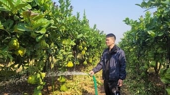 Vựa phật thủ lớn nhất miền Bắc tất bật chuẩn bị vào vụ Tết