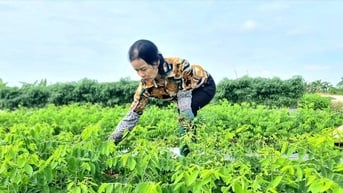 Trồng rau ngót ở Hải Dương, ăn ngọt như nước ninh xương, cứ cắt là bán hết veo, cả làng giàu lên