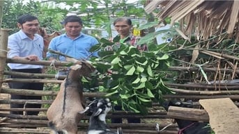 Nghĩa Đàn (Nghệ An): Đảm bảo an sinh, hỗ trợ sinh kế giúp nhiều hộ đồng bào DTTS thoát nghèo