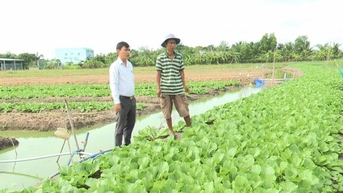 Rau xanh ăn tươi ở huyện này của Long An hơn 1 tháng nay tụt giá, nông dân chả lãi còn bị lỗ
