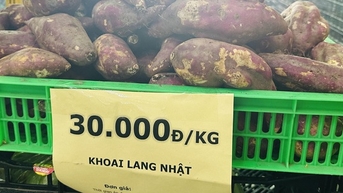 Cũng là khoai lang Nhật, sao nơi bán vài chục nghìn, nơi hơn… nửa triệu đồng/kg?